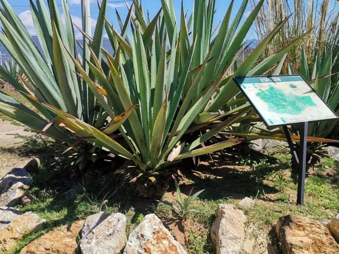 Plantas de agave de hojas largas entre piedras bajo un cielo azul.